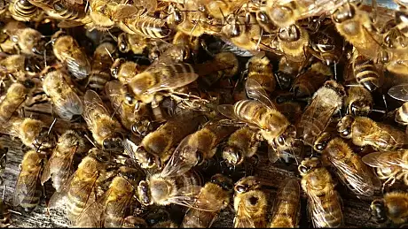 O tanara de 28 de ani din Fagaras a murit dupa ce a fost intepata de albine