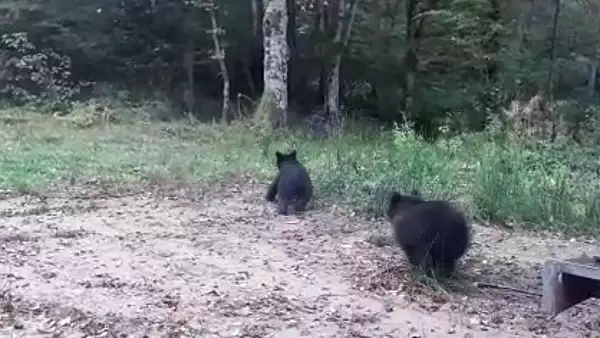 O ursoaica si cei trei pui, capturati si relocati in padure, dupa ,,vizitele" frecvente in Brasov - IMAGINI de la prima operatiune fara violenta