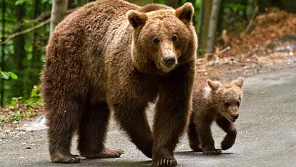 O ursoaica si puiul ei au bagat spaima in loclanicii din Baia de Fier! Animalele salbatice, observate plimbanu-se nestingherite pe strada
