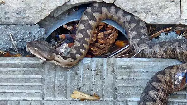 O vipera, intr-un parc din Hunedoara. Jandarmii au fost chemati de urgenta sa prinda sarpele