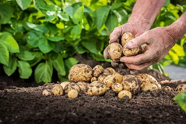 Obezitate: Mai este considerat cartoful o leguma sau doar amidon? Autoritatile americane se contrazic