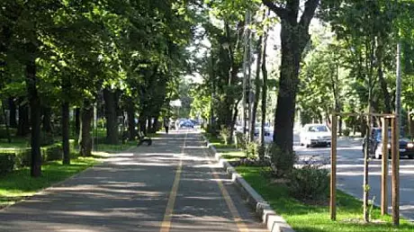 Oficial. Primaria Sectorului 1 a anuntat o defrisare in masa a arborilor de pe Kiseleff