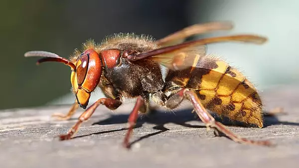 Parlamentar moldovean, mort dupa ce a fost intepat de o viespe