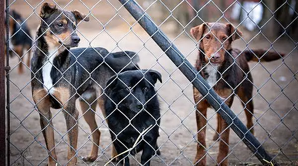 Perchezitii la un adapost pentru caini din Medias. Mai multe animale ar fi fost ucise ilegal