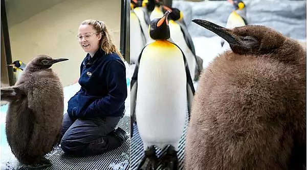 Pesto, puiul de pinguin imperial celebru pe TikTok. La doar 9 luni cantareste la fel de mult ca ambii sai parinti la un loc