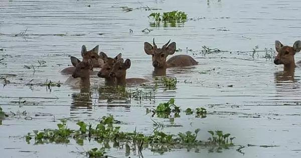 Pierderi uriase, umane si materiale, in urma inundatiilor din Europa. Care sunt pagubele in Romania