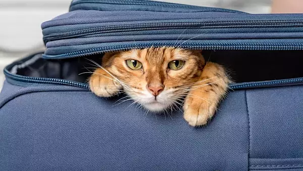 Pisica gasita in valiza unui pasager, in cel mai mare aeroport din New York - FOTO