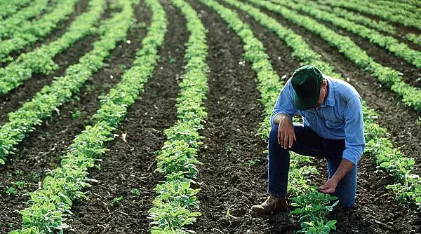 Planta care ar putea salva agricultura din Romania. E rezistenta la seceta si are costuri de intretinere mici