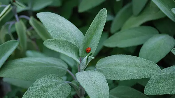 "Planta care salveaza viata". Se crede ca opreste evolutia celulelor canceroase