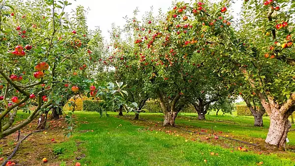 Pomii pe care trebuie sa-i tunzi pana la finalul lunii septembrie. Asa previi bolile si daunatorii, vei avea o recolta buna de fructe la anul