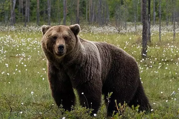 Prezenta unui urs, semnalata pe malul raului Teleajen: ,,Va rugam sa pastrati distanta fata de animal!". Mesaje Ro-Alert si la Busteni