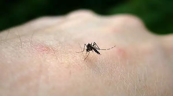 Primul caz de infectie cu virusul West Nile a fost confirmat la un barbat din Bucuresti. Recomandarile INSP pentru romani