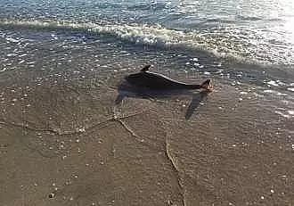 Pui de delfin, gasit mort pe plaja din Mamaia. Martorii sustin ca mamiferul avea mai multe rani pe corp
