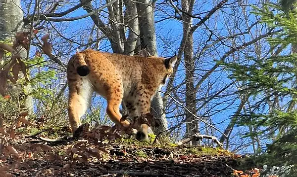 Rasi tineri care isi masoara fortele, filmati in natura. Sunt pradatori discreti, fiind cele mai mari feline din Europa VIDEO