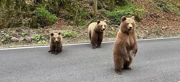 Reactie ,,palida" a autoritatilor: turista muscata de urs la Vidraru a primit doar avertisment verbal. ,,Am vrut sa fac o poza"