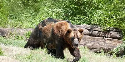 Recomandare bizara a Jandarmeriei Suceava: ,,Daca ursul se apropie de voi, in niciun caz nu fugiti"