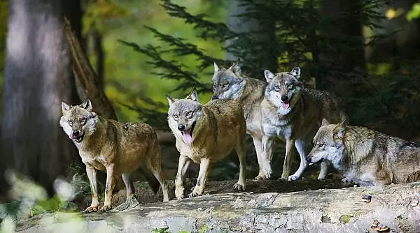 Recompensa de 26.000 de dolari pentru americanii care au informatii in cazul otravirii a opt lupi