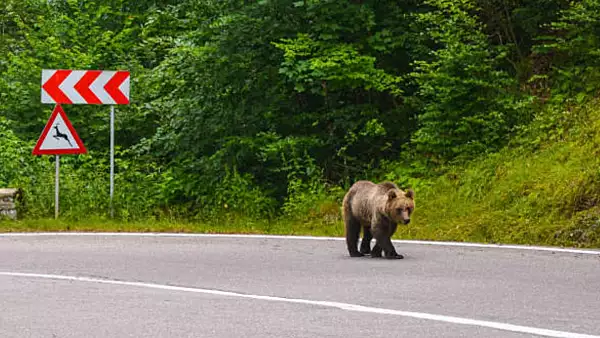 RO Alert in Cornu: a fost semnalata prezenta unui urs pe strada!