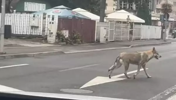 Ro-Alert primit de locuitorii din Sfantu Gheorghe, dupa ce doi caini rasa lup cehoslovac, fugiti de acasa, au fost confundatii cu lupii