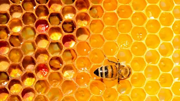 Romania este lider in UE la stupi de albine, iar apicultorii se plang ca nu au unde sa-si vanda mierea dupa importul masiv din Ucraina