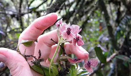 S-a descoperit o noua specie de orhidee! Aspectul sau te va lasa cu gura cascata