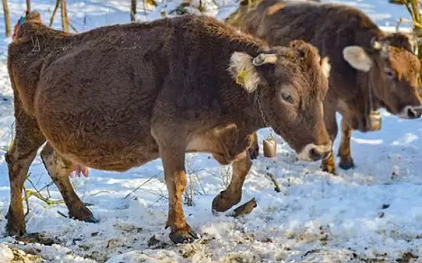Sanctuarul unde traieste cea mai
batrana vaca din Romania. Cum arata animalul de un sfert de secol