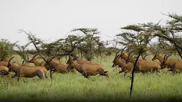 Sase milioane de animale in Africa de Est, cea mai mare migratie de mamifere terestre din lume VIDEO