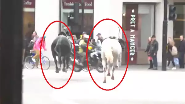 Scene ireale pe strazile Londrei! Mai multi cai din cavaleria regala au scapat liberi pe strada: cel putin o persoana a fost ranita, parbrizul unui autobuz, spa