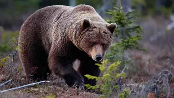 Scene teribile intr-un parc turistic din Croatia: un barbat a fost muscat de brat de un urs