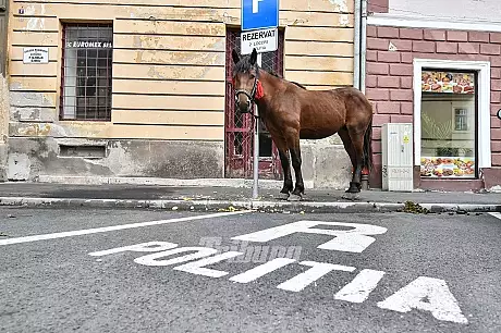 Scenele care au uimit un oras intreg: un cal s-a plimbat nestingherit in centrul Sibiului