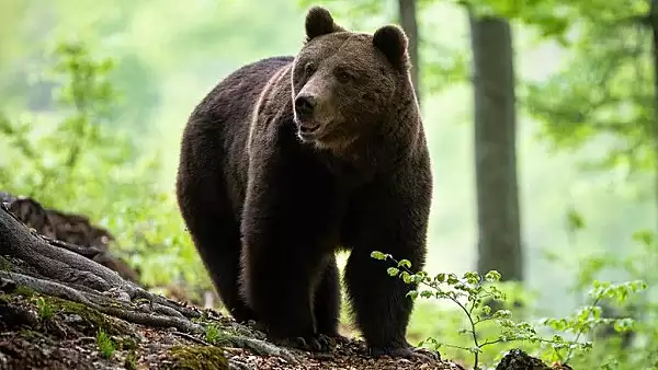 Se schimba legea in Romania dupa tragedia de la Jepii Mici. Cati ursi vor putea fi ucisi anual, decizia luata de parlamentari