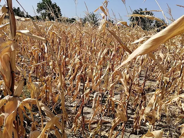 Seceta a afectat aproape jumatate din suprafata cultivata cu grau si porumb. Ce masuri ia MADR