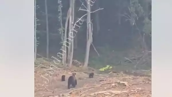 Serpi, ursi si sacali, in apropierea gospodariilor oamenilor! Locuitorii din mai multe judete din tara traiesc momente de spaima VIDEO