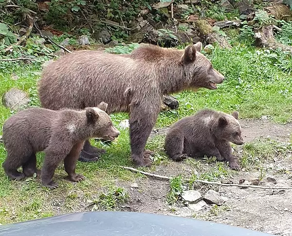 Situatia legata de animalele salbatice este scapata de sub control: cati ursi are, de fapt, Romania