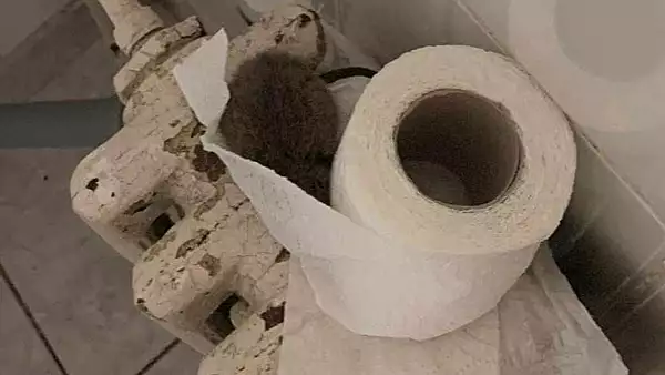 sobolan-ascuns-in-hartie-igienica-in-toalete-spitalului-judetean-de-urgenta-din-iasi-foto.webp