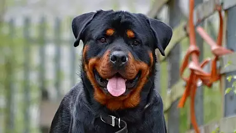 SOCANT! Un barbat din Dolj, atacat si ucis de propriul caine. Rottweiler-ul a fost impuscat