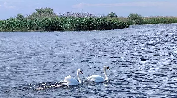 Spectacolul ,,Lacul Lebedelor" ajunge in Delta Dunarii