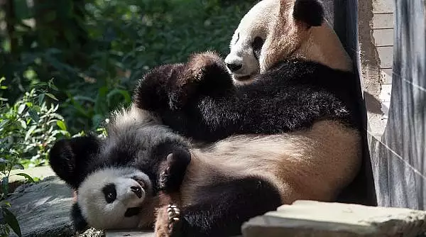 SUA si China se cearta pe ursii Panda. Beijingul isi cere inapoi animalele aflate intr-o gradina zoologica din Washington