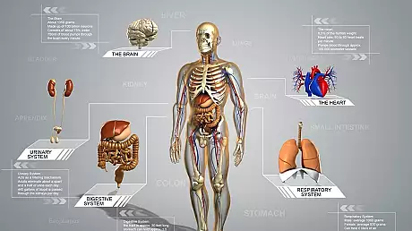 Subiecte ANATOMIE BAC 2016. EDU.ro a publicat subiectele la Anatomie. ti se par grele?