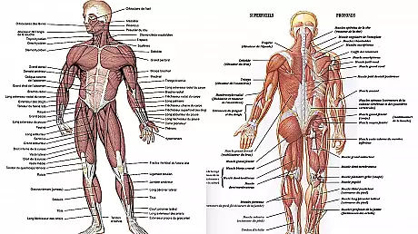 Subiecte BAC Anatomie 2016. Vezi AICI subiecte la Anatomie - Bacalaureat 2016