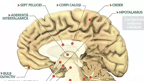 Subiecte Bacalaureat Anatomie 2016. Ce subiecte au primit elevii la Anatomie la BAC 2016