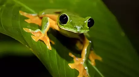 SUBIECTE BIOLOGIE BAC 2016. Subiecte si barem la anatomie si biologie vegetala