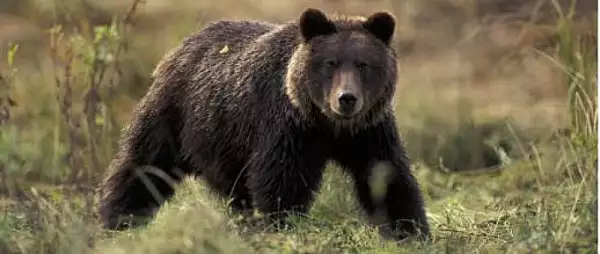 Tanara de 19 ani ucisa de urs locuia in Capitala. Cum a avut loc atacul. Iubitul fetei a vazut tot ce s-a intamplat