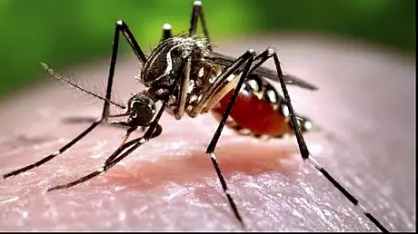 Tantar purtator al virusului Zika, detectat in Florida! Femeilor gravide li se cere sa evite statul