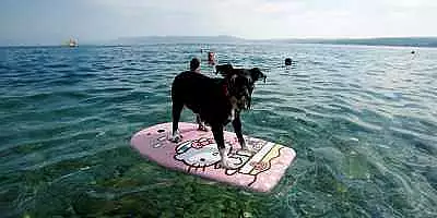 tara europeana in care a fost inaugurata prima plaja pentru
patrupede: cum sunt rasfatati cainii care vin sa se relaxeze impreuna cu
stapanii