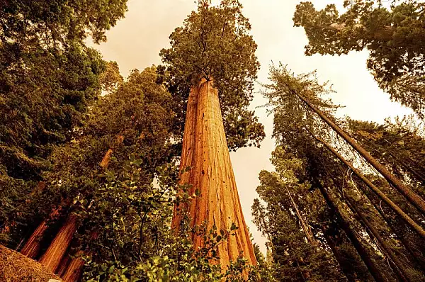 TOP 10 cei mai inalti copaci din lume