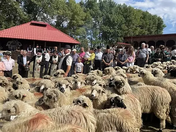 Transhumanta, o traditie de sute de ani din Muntii Sebesului. Copiii au luat vacanta mai devreme cu o luna pentru a urca impreuna cu familiile si animalele pe m