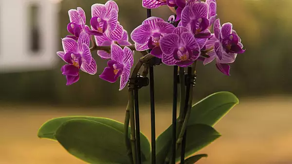 Trucuri de ingrijire a orhideelor. Cu ce trebuie sa le uzi pentru a inflori pe tot parcursul anului
