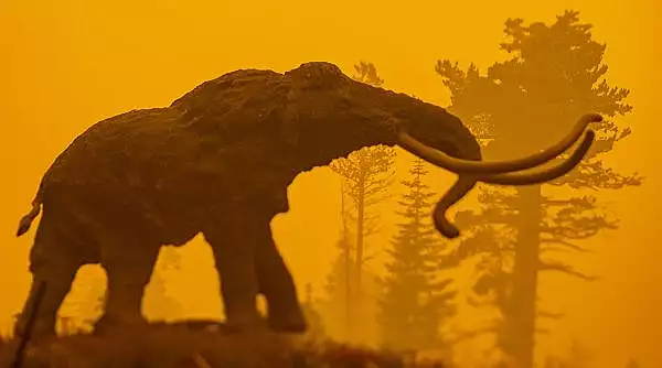 Ultimii mamuti de pe Pamant au disparut in urma unui ,,eveniment aleatoriu"