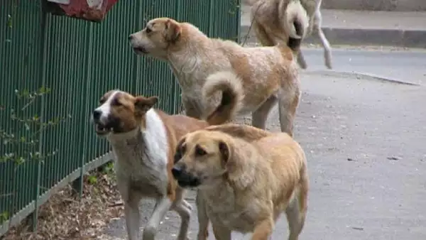 Un barbat a ajuns in stare grava la spital dupa ce a fost muscat de mai multi caini in curtea sa